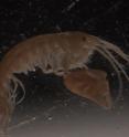 Right-clawed amphipod is more gregarious in behavior.