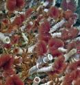 A lush community of vibrant red tube worms grows on a black smoker chimney in the ASHES hydrothermal field. The tube worms, which are hosted in white housings about the diameter of a person's small finger, are intergrown with brown palm worms.