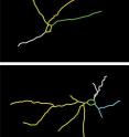 The neurons in the medial amygdalas of mice (top) lost branches after 21 days of brief, stressful experiences (middle). However, neurons in stressed mice treated with acetyl carnitine kept their branches (bottom).