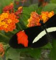 <I>Heliconius melpomene</I> butterfly. The Cambridge-Sheffield study shows that the same gene that influences these butterflies' bright and colorful patterns also turned the peppered moth black during the industrial revolution.