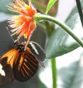 <I>Heliconius melpomene</I> butterfly. The Cambridge-Sheffield study shows that the same gene that influences these butterflies' bright and colorful patterns also turned the peppered moth black during the industrial revolution.