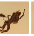 This image shows copulation and sexual cannibalism in <i>Cyrtophora citricola</i>.  

(A) shows the final approach of the male before he inserts his pedipalp (the sperm delivery organ) into the genital opening of the female (B).  The female bites the abdomen of the male while the pedipalp is still attached (C).