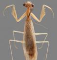<em>Ilomantis ginsburgae</em> is a new species of leaf-dwelling praying mantis from Madagascar. Scientists from The Cleveland Museum of Natural History named the new species to honor Ruth Bader Ginsburg, associate justice of the Supreme Court of the United States, for her relentless fight for gender equality.