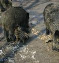 With sufficient food shy wild boar mothers will raise more young.