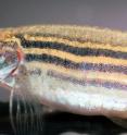 Zebrafish bred to be bolder or more shy show corresponding changes to their body shape and locomotion, suggesting that personality chages affect other seemingly unrelated traits.