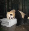A giant panda cooling off with a block of ice.