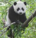 A giant panda perched in a tree.