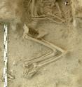 Human skeleton from an archaeological excavation in northern Greece, from where one neolithic genome originates.