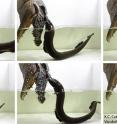 Sequence shows electric eel attacking a model of an alligator head fitted with LEDs that the eel's electric impulses light up. The sequence runs from the top left to the bottom right.