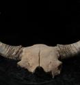 The steppe bison had much larger horns than modern bison. Radiocarbon dating and DNA analysis of bison fossils enabled researchers to track the migration of Pleistocene steppe bison into an ice-free corridor that opened along the Rocky Mountains about 13,000 years ago.