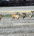 A group of fleeing roe deer.
