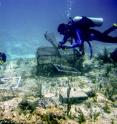 Researchers studied corals in controlled experiments near the Florida Keys.