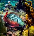 Research has found that in some cases, the type of algae control done by parrot fish and other species can pose a danger to unhealthy corals, instead of the benefit it usually offers.