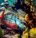 Janitors of the reef, parrotfish remove algae while causing no permanent damage to corals.