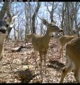 White-tailed deer, shown in a camera trap image from the study, were detected less often at sites where hunting was allowed. However, deer did not avoid hiking trails, even those that were most heavily used.