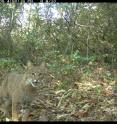 Bobcats, shown in a camera trap image from the study, avoided people in hunting areas on protected sites, as did bears. However, most mammal species did not avoid hiking trails, and some predators actually sought them out.