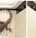 Photographs of the same bearded lizard at 15 degrees centigrade (left) and 40 degrees centigrade (right).