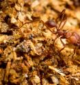 The ability to break down the cellulose in plant material is rare in Streptomyces bacteria, except in strains that live alongside insects -- honeybees, leaf-cutter ants, some beetles --that eat or make use of the woody parts of plants.