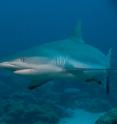 This is a grey reef shark. Scientists working for Murdoch University, the Wildlife Conservation Society, The Nature Conservancy, and other groups have found that fishing closures established in Indonesia's shark sanctuary are good for sharks and other fish, but bad for people who rely on shark fishing for their livelihoods, who have few other options but to fish in unprotected areas when fishing closures are put in place and sometimes participate in illegal practices.
