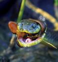 An international research team led by Virginia Tech discovered how snakes evolved the ability to eat extremely toxic species.