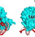 Left: Interactions made by a transcription activator protein (TAP; light blue) with RNA polymerase &alpha; subunit C-terminal domain (&alpha;CTD; green). The interactions involve an exposed surface of TAP (AR4; violet) and an exposed surface of &alpha;CTD (yellow), occur before or during the binding of RNA polymerase to DNA, and help RNA polymerase bind to DNA. Right: Interactions made by TAP with the RNA polymerase &beta; subunit (black and gray) and a domain of the transcription initiation factor &sigma; that makes sequence-specific interactions with DNA (&sigma;R4; yellow). The interactions involve exposed surfaces of TAP (AR2 and AR4; green and blue) and exposed surfaces of &beta; and &sigma;R4 (orange and pink), occur after the binding of RNA polymerase to DNA, and help RNA polymerase and &sigma; unwind DNA.