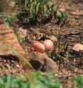 This is a picture of a Ground Pennant-winged Nightjar Eggs.