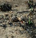 This is a picture of Bronze-winged Courser eggs.