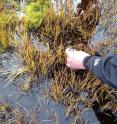 Gas bubbles are released from a saturated part of the Barrow Environmental Observatory.