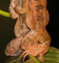 The Bombay Night frogs in Dorsal straddle: A new amplexus mode in frogs.