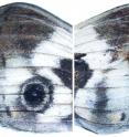 By tweaking just one or two genes, Cornell University researchers have altered the patterns on a butterfly's wings. This image shows normal and engineered wing patterns as mirror images.