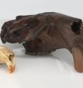 The first fossil skull of <em>Castoroides ohioensis</em> found in 1845 alongside the skull of a modern beaver.