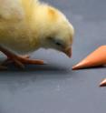 Chicken during the experiment inspecting the two colored containers.