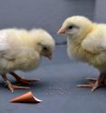 Chickens during the experiment.