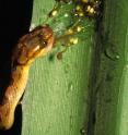 Red-eyed tree frog embryos hatch to escape from a cat-eyed snake.