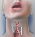 Vocal cords are able to produce a wide range of sound frequencies because of the larynx's ability to stretch vocal cords and the cords' molecular composition -- according to a new paper published in <i>PLOS Computational Biology</i>.