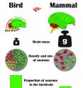 Graphic abstract illustrates the results of the study of the number of neurons in avian brains.