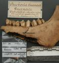 Ancient guanaco jawbone, and tooth sample used to extract DNA, originally excavated from Cueva del Mylodon (shown in photo 4).