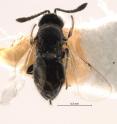 The <i>Oobius depressus</i> wasp was recently found for the first time in 101 years .