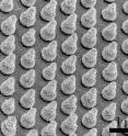 Stanford engineers created arrays of silicon nanocones to trap sunlight and improve the performance of solar cells made of bismuth vanadate (1&mu;m=1,000 nanometers).