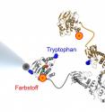 The combination of a dye molecule and tryptophan opens up wholly new insights into the movements of the protein Hsp90.
