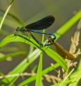 Male and female of the beautiful demoiselle (<em>Calopteryx virgo</em>) in the so-called "mating wheel." Note the male's dark blue wings, while the female is brown.