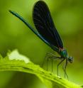 This is the male of the greater demoiselle (<em>Calopteryx virgo</em>). The dark blue wings are present only in the males;  the females do not have them.