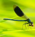 This is the male of the smaller species banded demoiselle (<em>Calopteryx splendens</em>). The blue wing spots occur only in the males of this species, while the females do not have them.