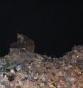 A mother bear is with her three cubs at the Sarikamis garbage dump in eastern Turkey.