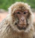This image shows a very old female Barbary macaque at "La For&ecirc;t des Singes" in Rocamadour, France.