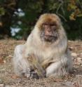 This is an old female Barbary macaque at "La For&ecirc;t des Singes" in Rocamadour, France.
