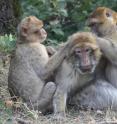 This photograph shows an old female Barbary macaque at "La For&ecirc;t des Singes" in Rocamadour, France, being groomed.