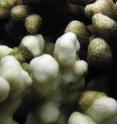 This image shows bleached and unbleached coral close-up.