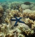 Starfish are surrounded by decomposing coral on the Great Barrier Reef, captured by the XL Catlin Seaview Survey at Lizard Island in May 2016.