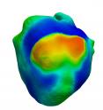 During ventricular fibrillation, a curved wave of activation reenters resting tissue and causes wavebreak.